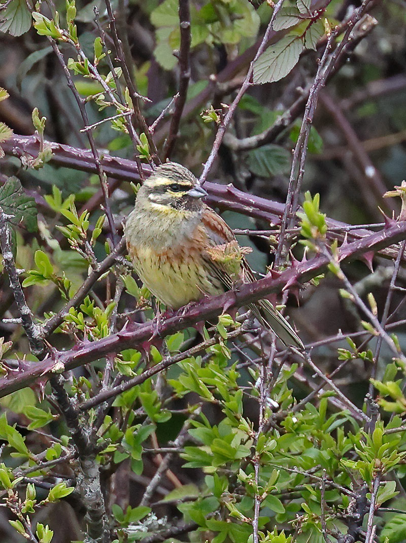 Cirl bunting